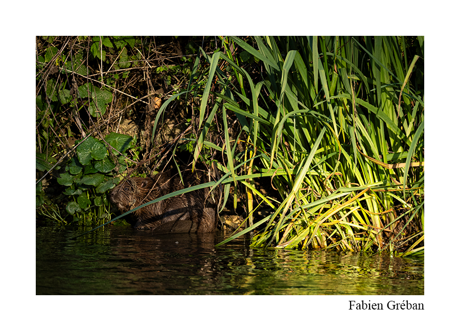 castor de la vallée de la Loue le castor sur les berges de la Loue