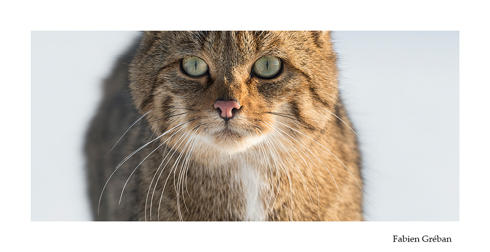 photographie animalière d'un chat forestier en portrait