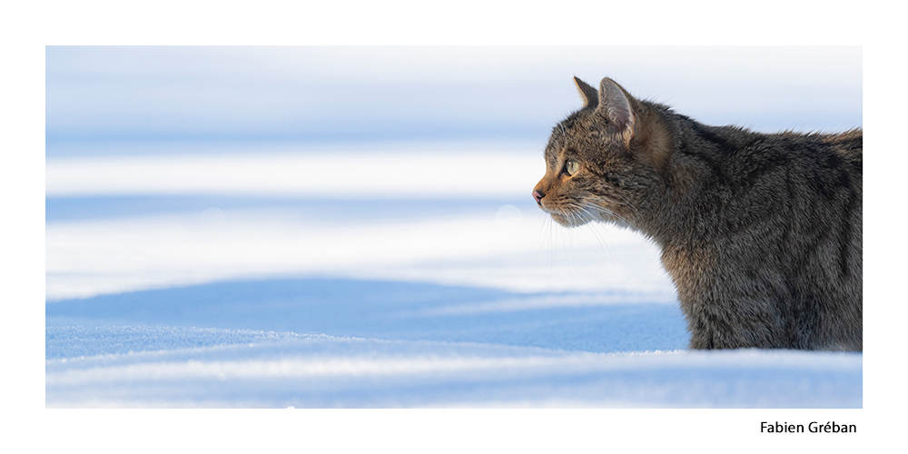 photographie animalire d'un chat forestier en hiver