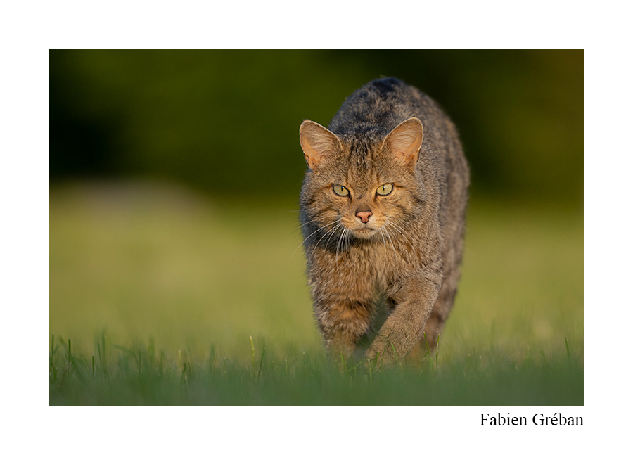 chat forestier de face