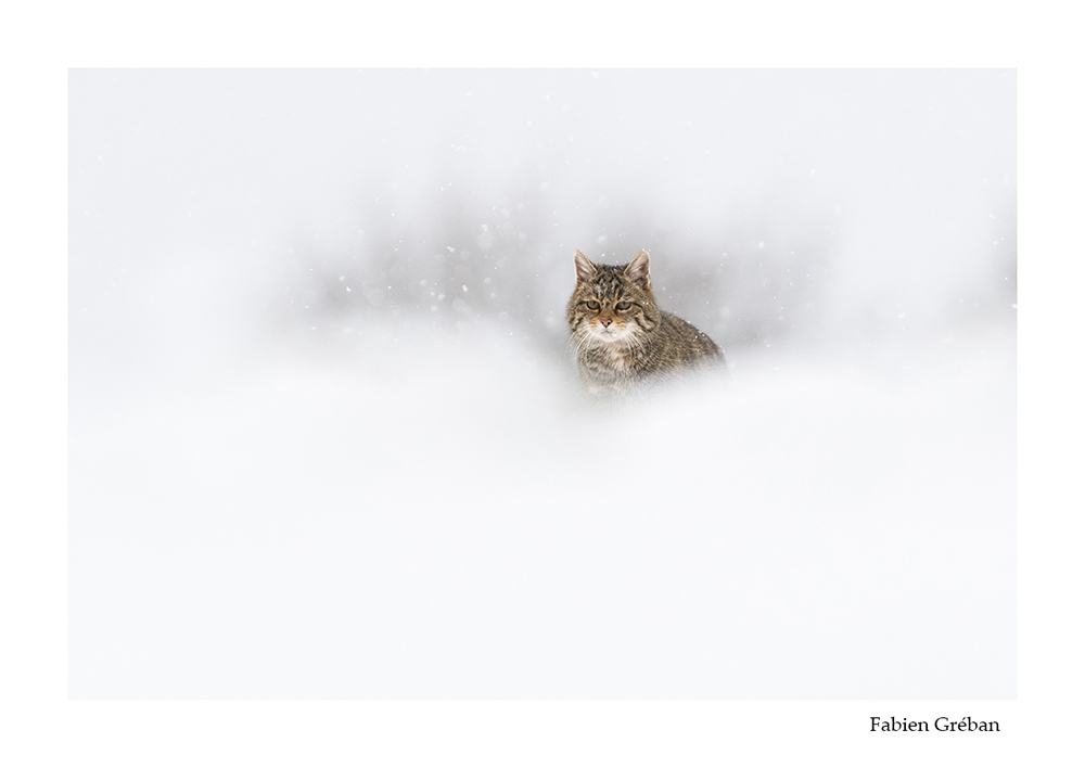 photographie animalière d'un chat forestier en hiver dans la prairie enneigée