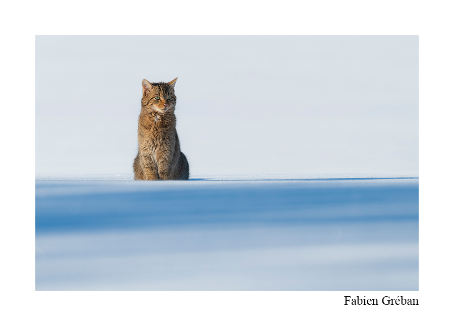 chat forestier, juste avant qu'il déclenche son attaque