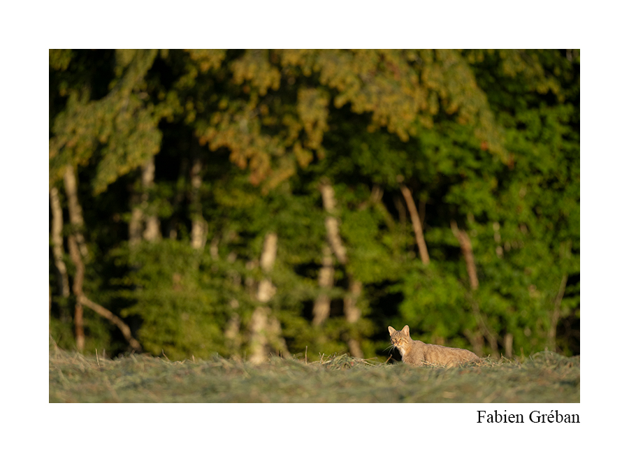 chat forestier qui chasse dans une paririe en lisière de la forêt