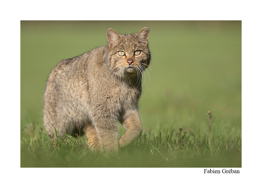 felis silvestris le chat forestier de la vallée de la Loue