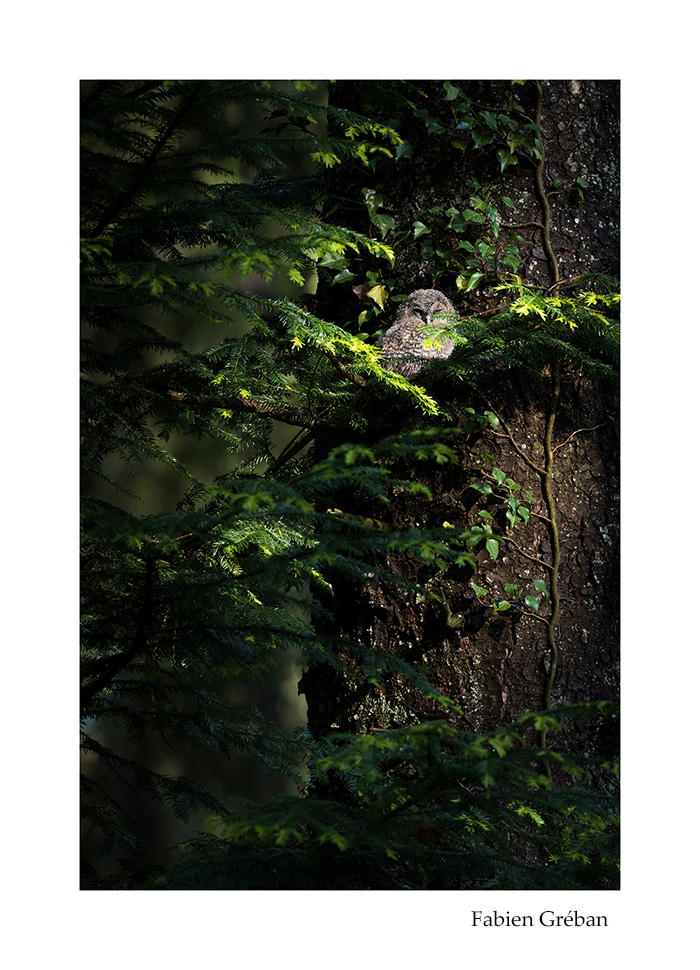 photographie animalière d'une jeune chouette hulotte dans le massif du jura