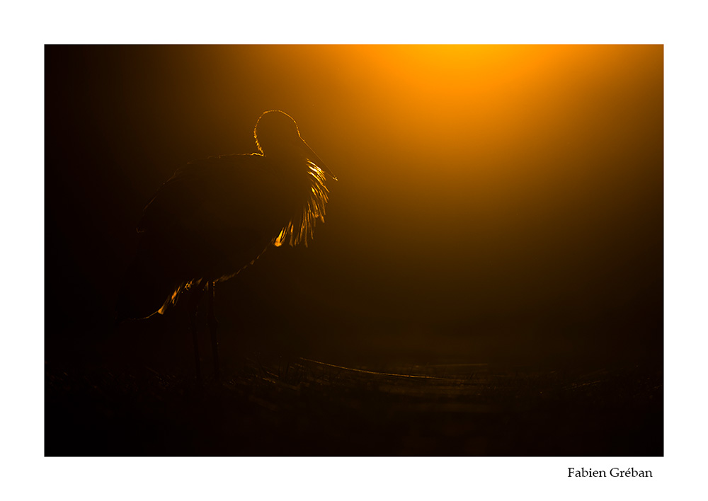 photographie animalière d'une cigogne a contre-joyur dans les derniers rayons du soleil