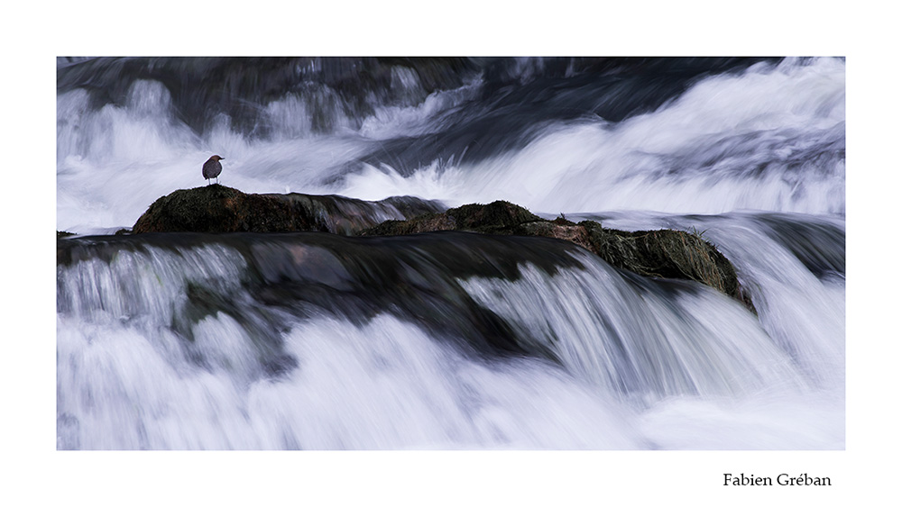 photographie animalière d'un cincle plongeur en pose lente au bord de la rivière