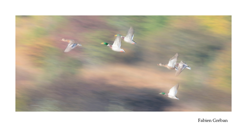 photographie animalière de canards colverts en vol en pose lente
