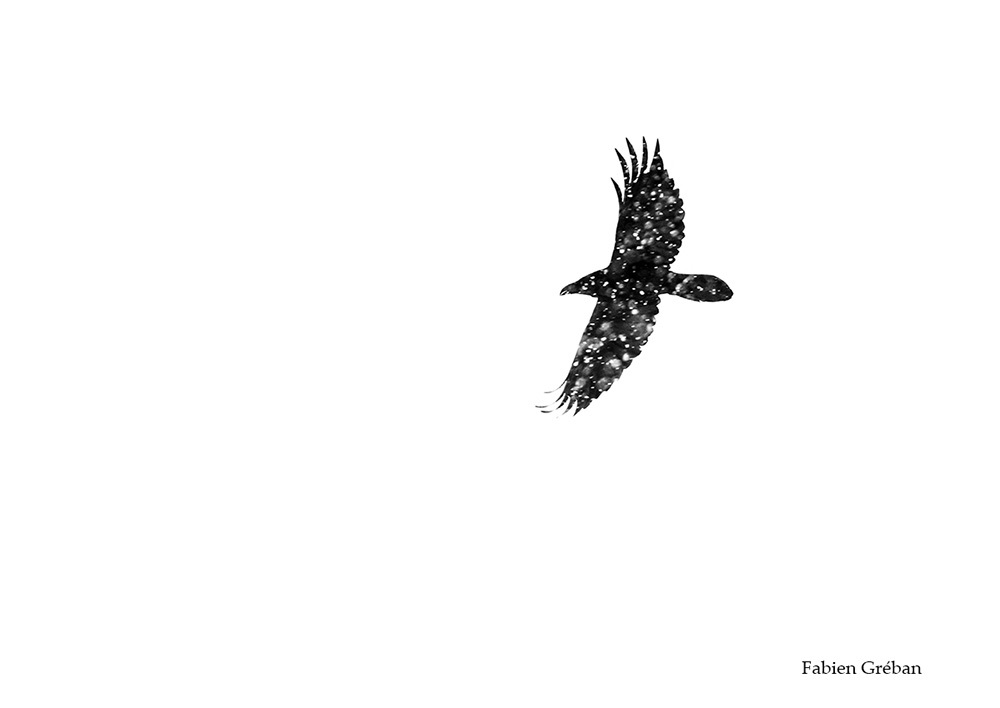 photographie animalière de de grand corbeau en vol dans la tempete de neige