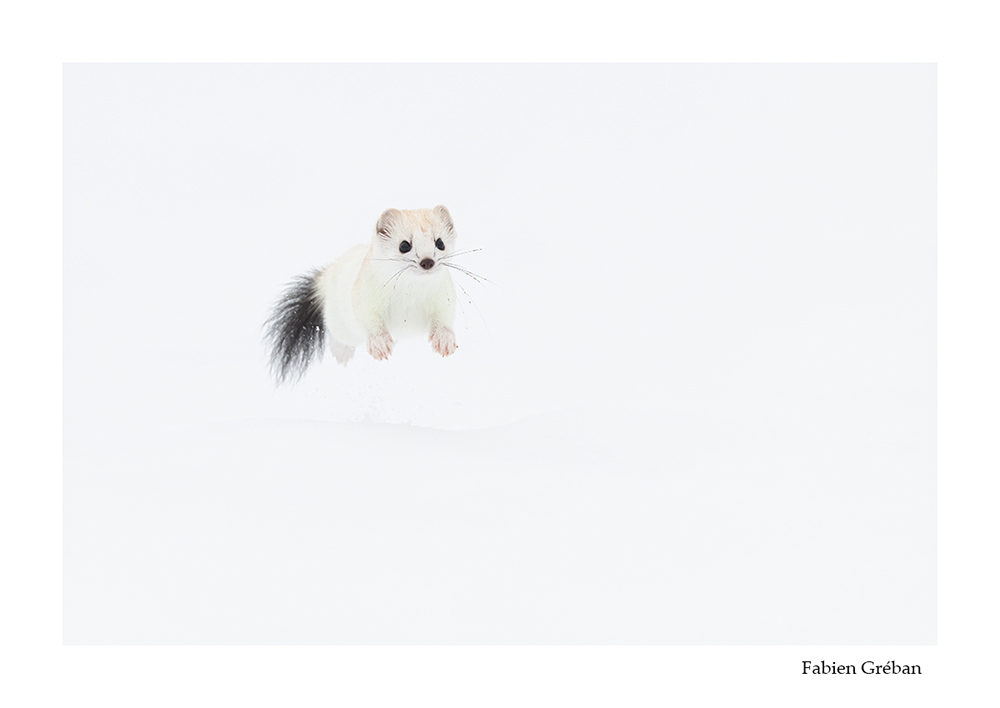 photographie animalière d'une hermine blanche en bond