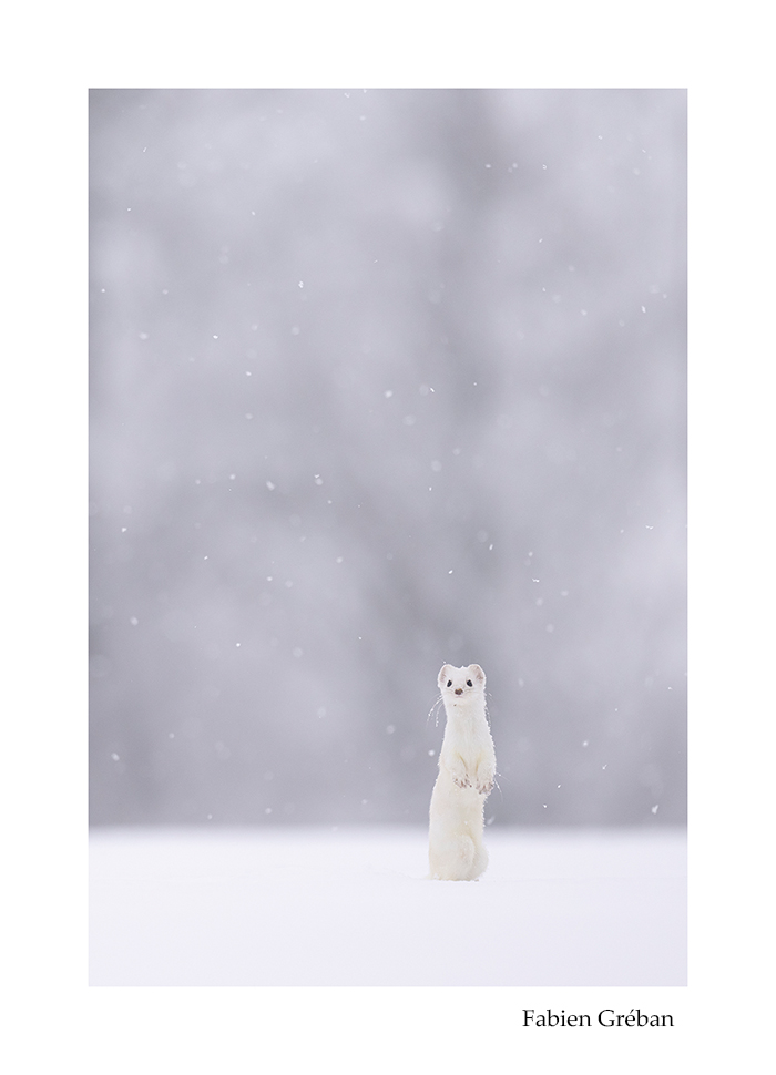 photographie animalire d'une hermine blanche sous les flocons