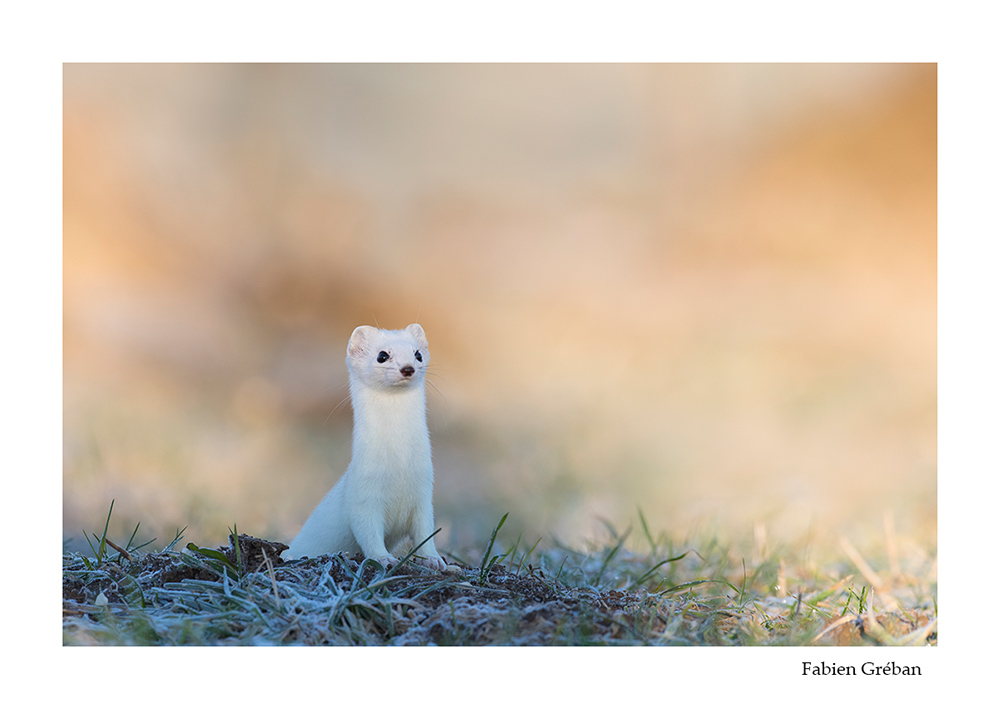 photographie animalière d'une hermine blanche au printemps