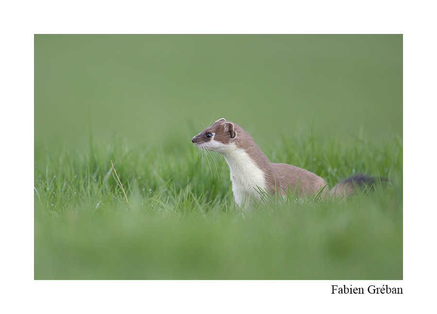 hermine la vallée de la Loue hermine dans les prairies au dessus de la vallée de la Loue