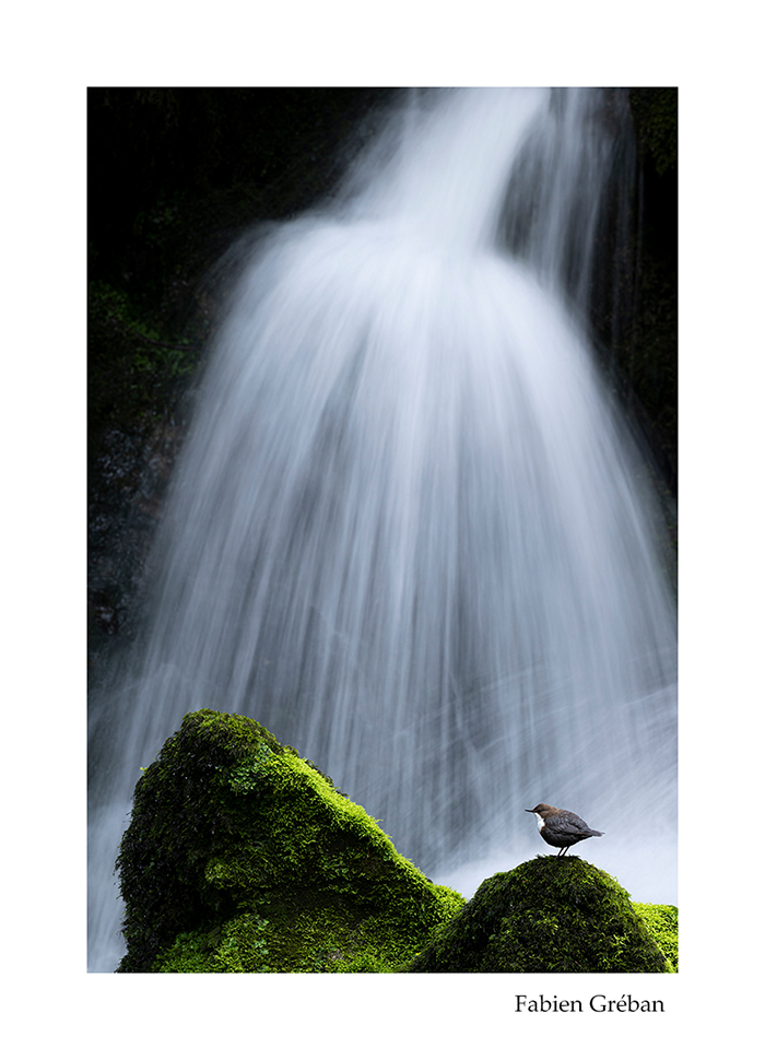 photographie animalière d'un cincle plongeur en pose longue devant une cascade