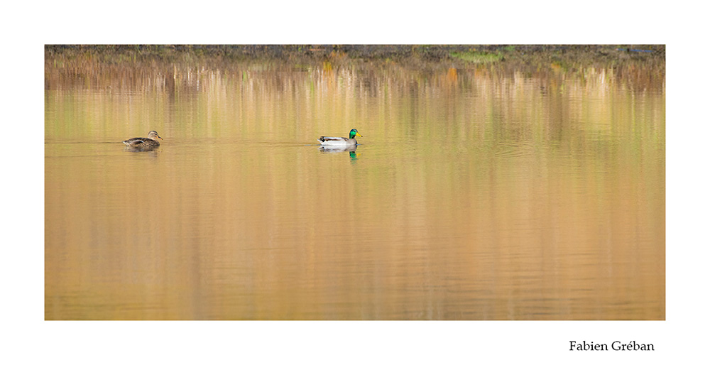 photographie animalière de canards colverts sur un lac avec le reflet des couleurs d'automne