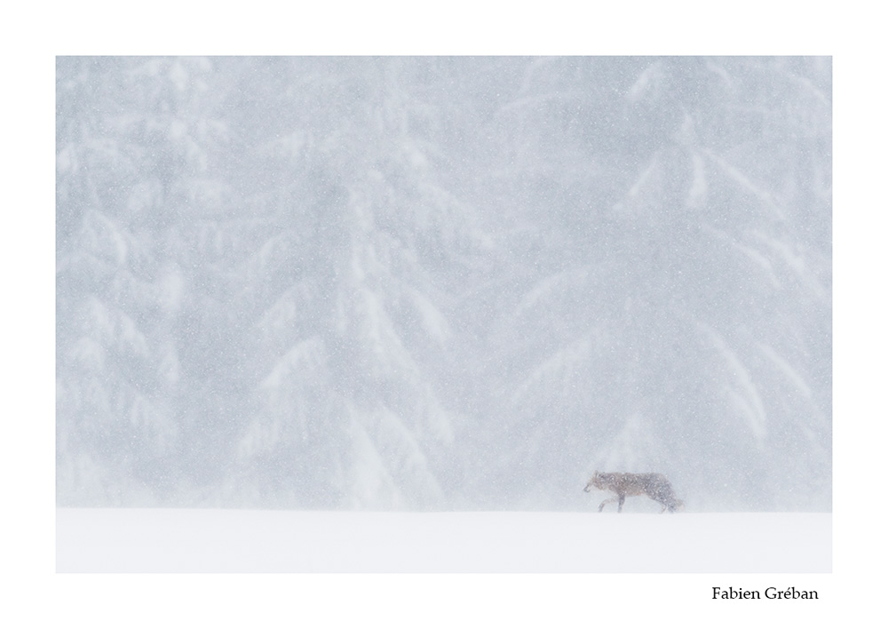 photographie animalière d'un renard roux en hiver dans le massif du Jura