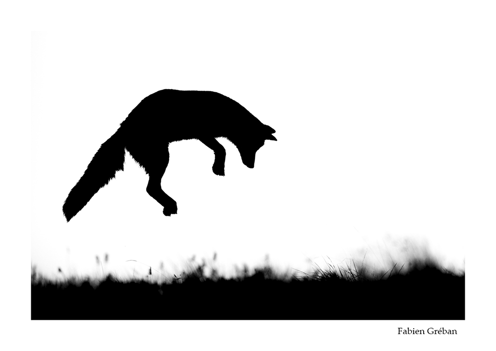 photographie animalière de renard qui mulote