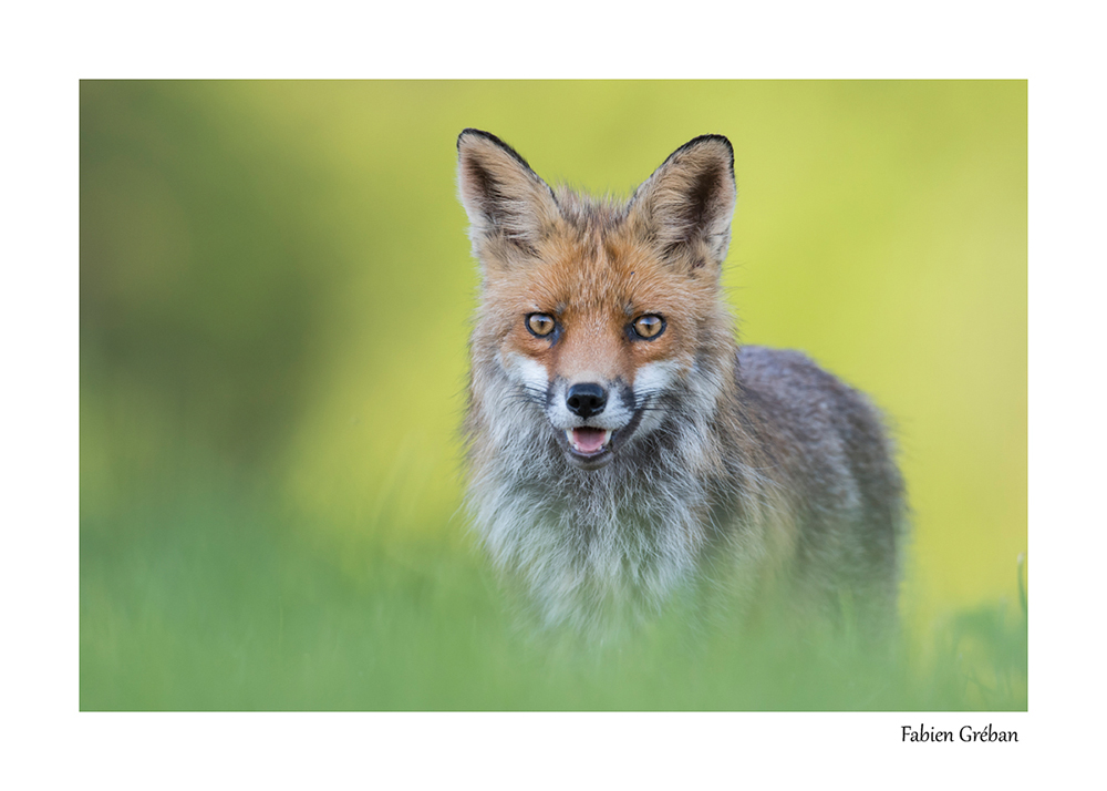 photographie animalière d'un renard roux au printemps dans le massif du Jura